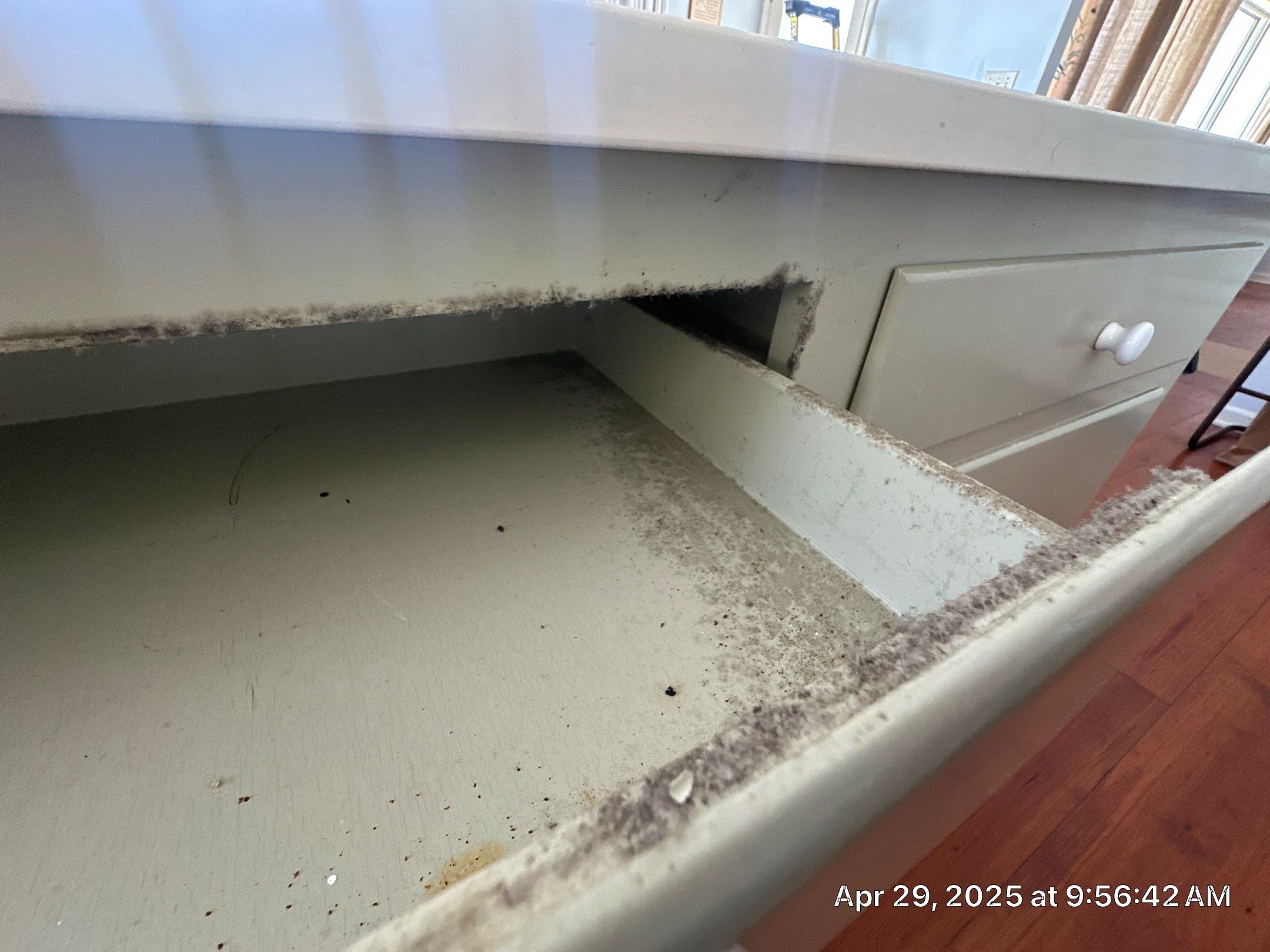 Most Common Causes of Mold in Charleston, SC